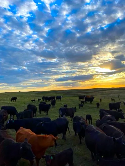 Overlooking a field of cattle against overcast sky with the sunrise peeking through the clouds.
