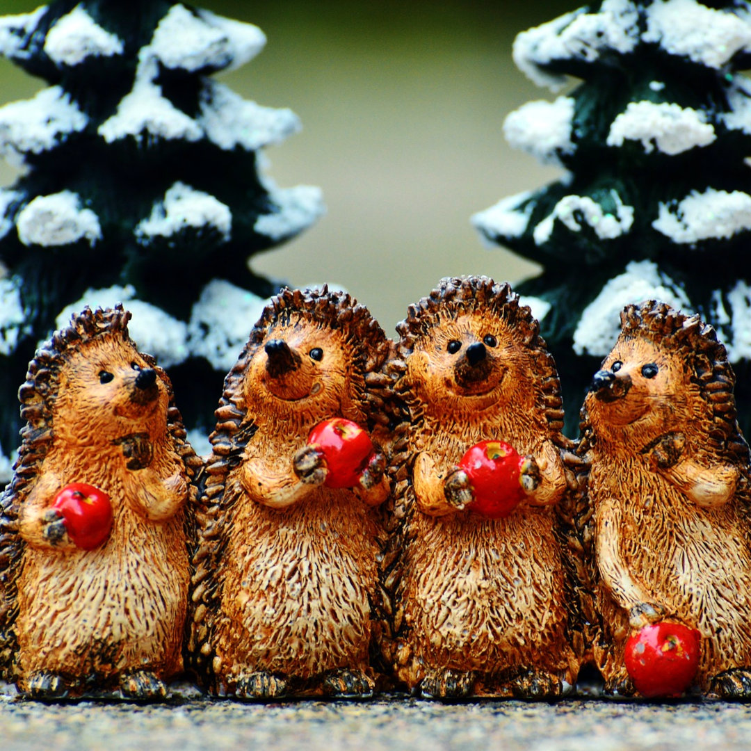 Seasons greetings from hedgehogs