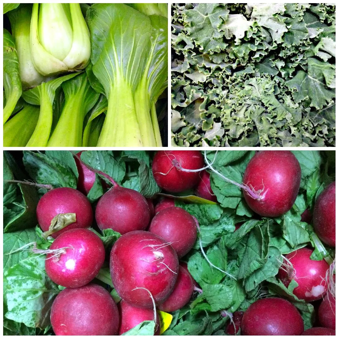 Collage of fresh vegetables, Baby Bok-Choy, Green Kale, Red Radishes