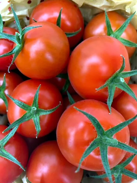 A bunch of ripe tomatoes.