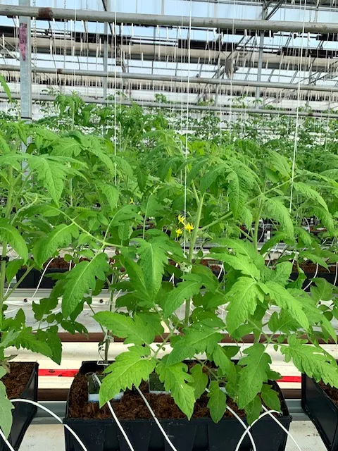 Tomato plants in a green house.
