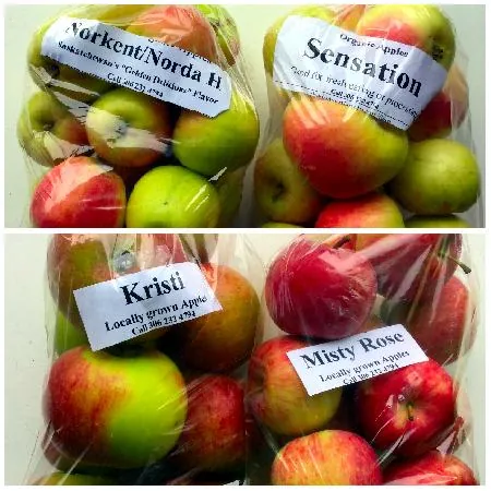 Collage of Derksen's bags of apples, Kristi, Misty Rose, Norkent/Norda H, Sensation
