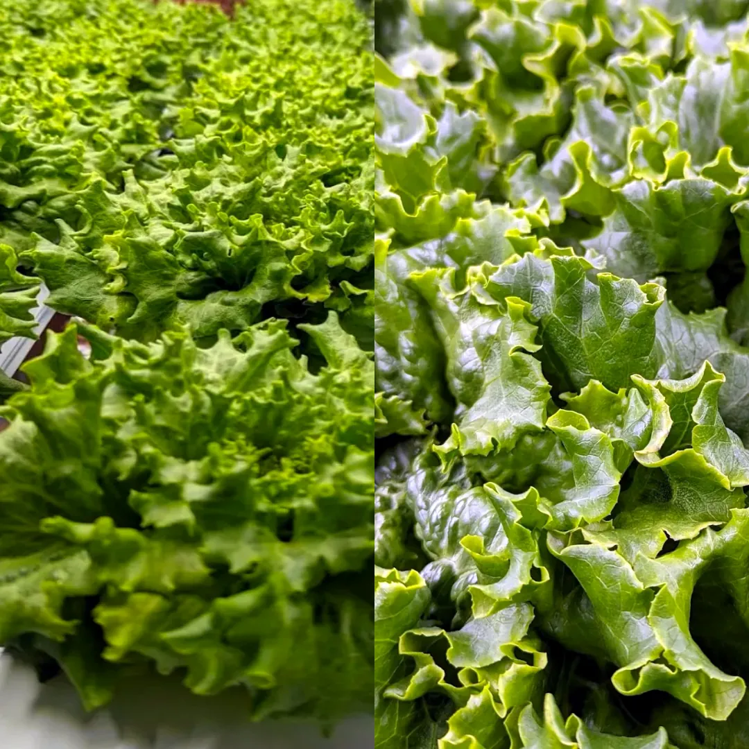 Closeup shot of HydroGreens' muir and tropicana lettuce.