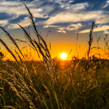 Closeup view of a wheat field against a partially cloudy blue sky with a warm summer sunset illuminating across the land.