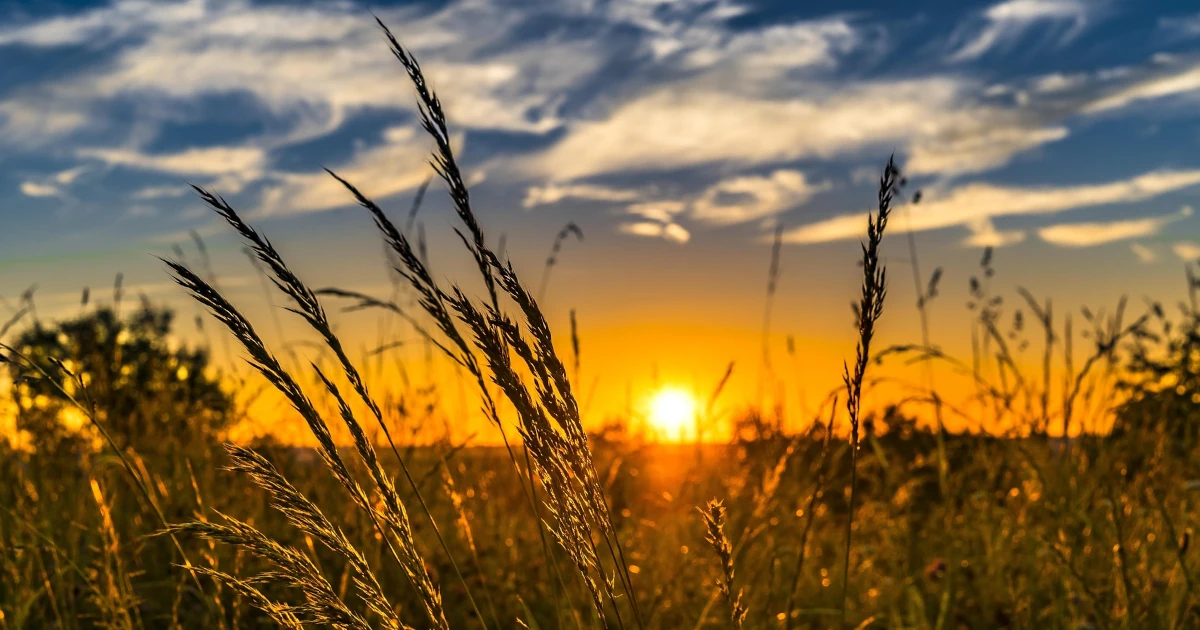 Closeup view of a wheat field against a partially cloudy blue sky with a warm summer sunset illuminating across the land.