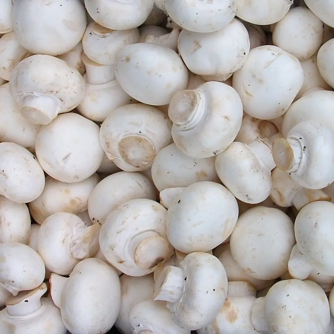 An overview shot of white button mushrooms