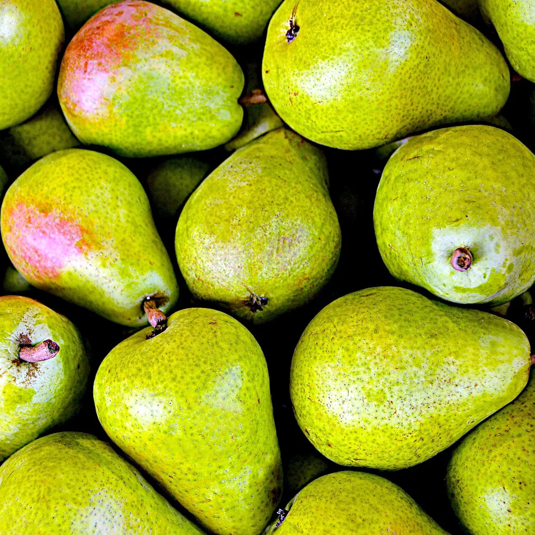 A bunch of fresh Bartlett pears.