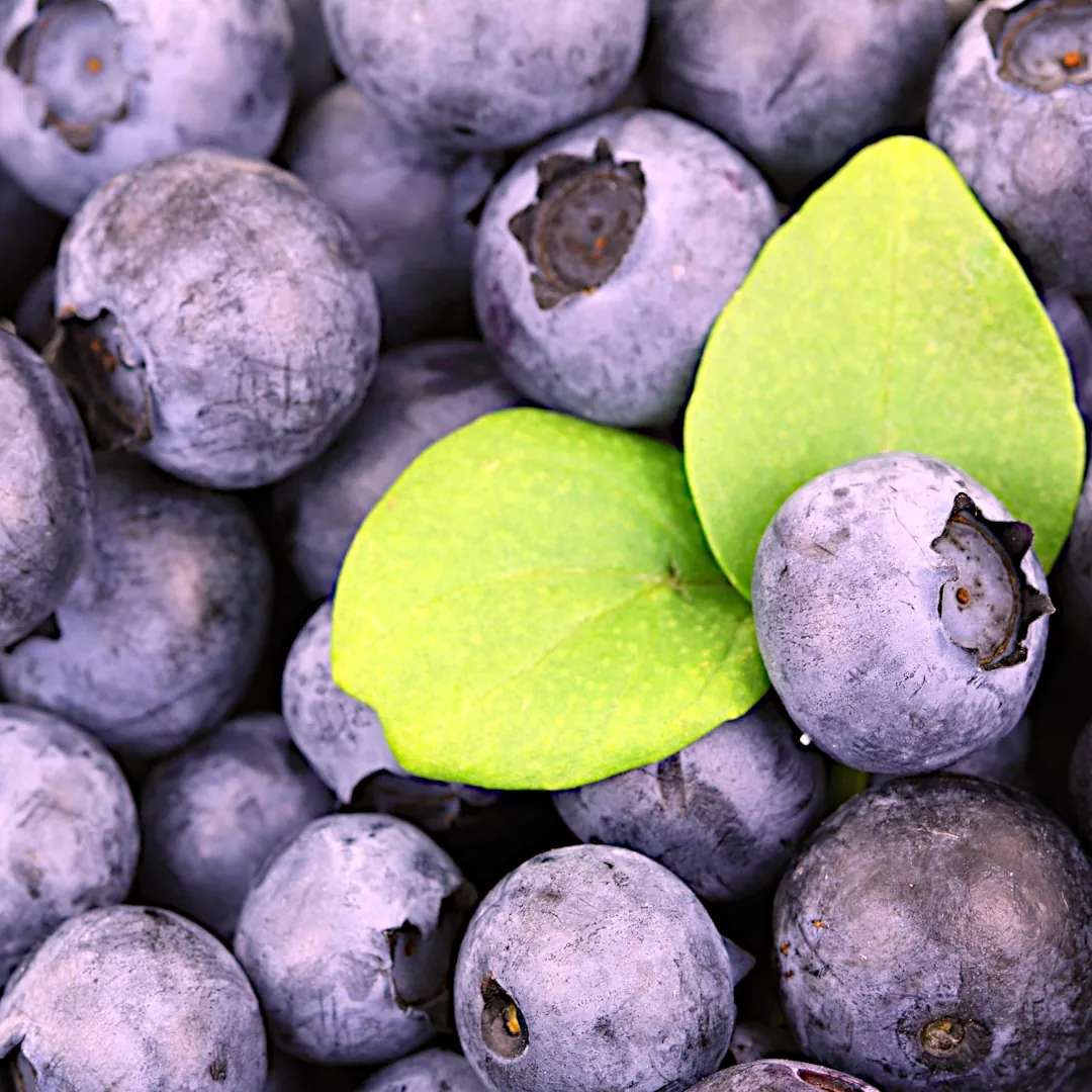 Fresh assortment of blueberries.