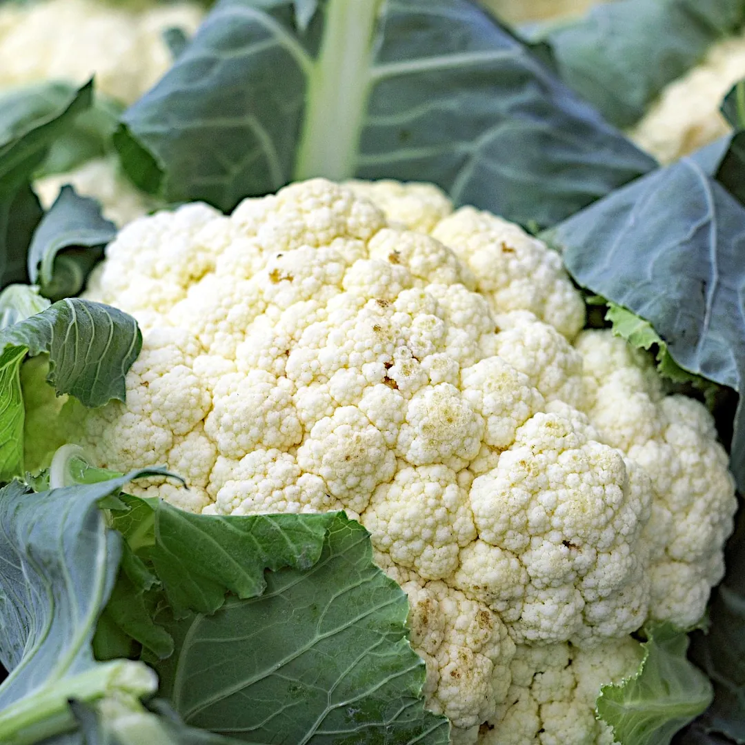 A head of fresh cauliflower.