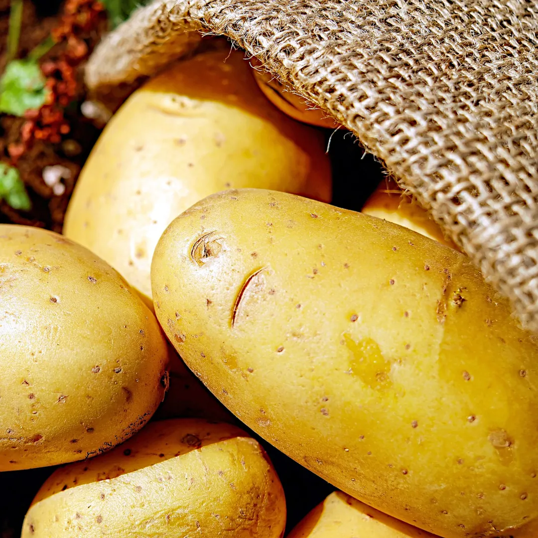 A burlap bag of yellow potatoes spilling out.